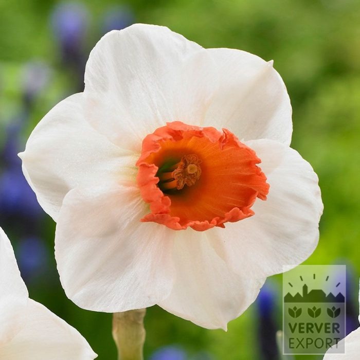 Narcissus 'Brooke Ager' (15745)