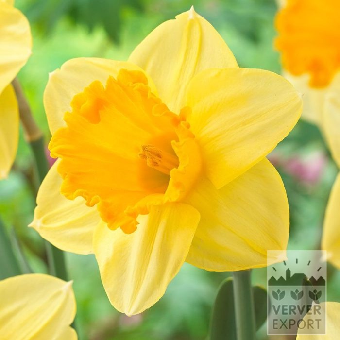 Narcissus 'Signor' (15746)