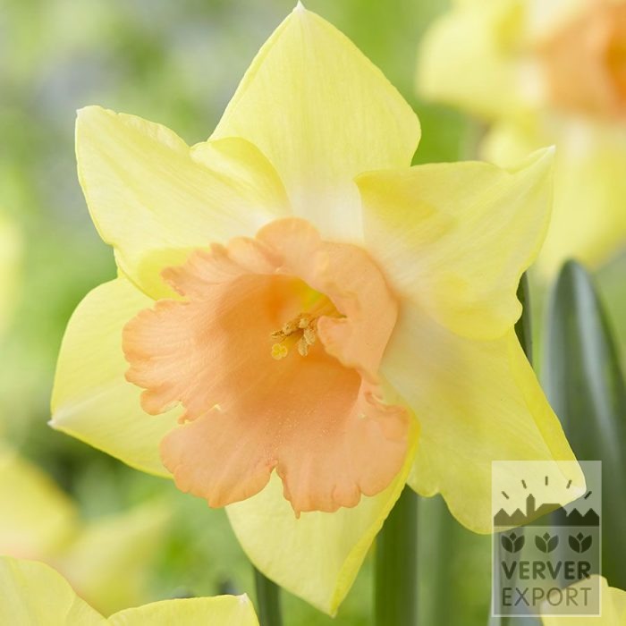 Narcissus 'Tom Pouce' (15747)
