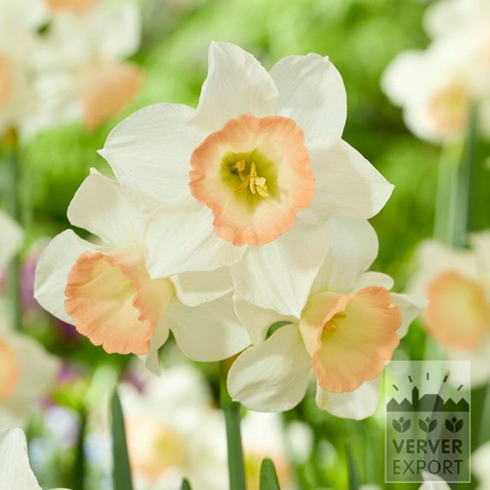 Narcissus 'Cosmopolitan' (15749)