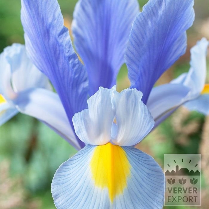 Dutch Iris 'Silver Sky' (36074)