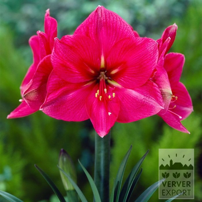 Amaryllis - Indoor 'Hercules' (36168)