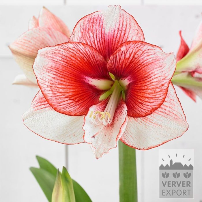 Amaryllis - Indoor 'Showmaster' (36169)